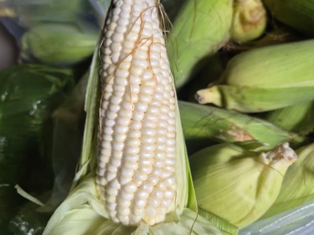 BẮP NẾP NÙ DẺO