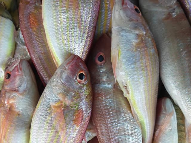 Cá hường